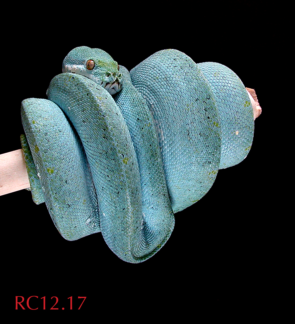 RC1217040817a.jpg