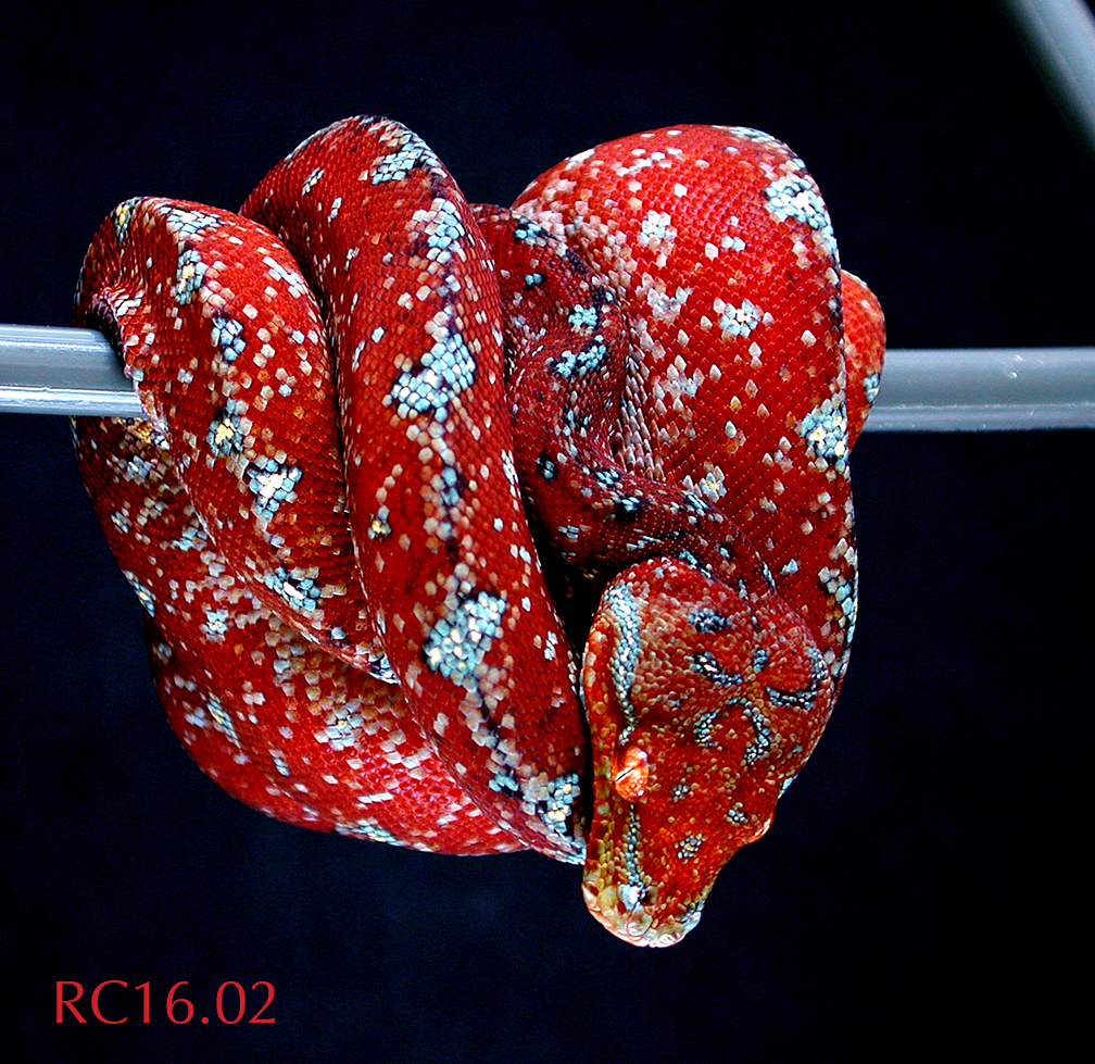 RC1602040817.jpg