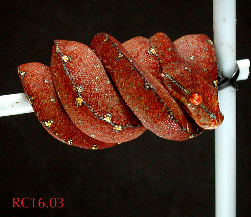 RC1603040817.jpg